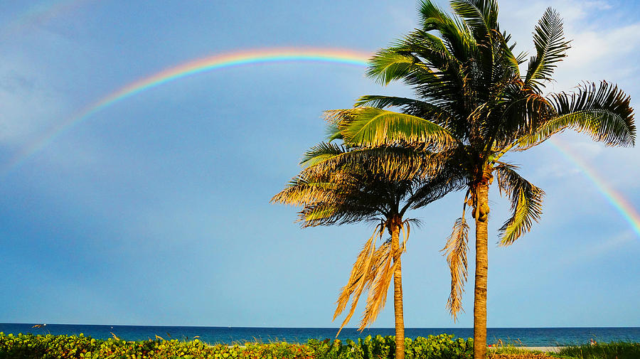 Rainbow Palm Trees Photograph by Lawrence S Richardson Jr