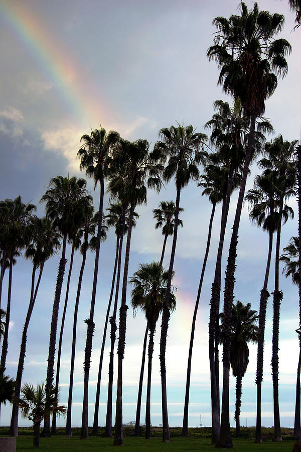 Rainbow Palms Photograph by Balanced Art