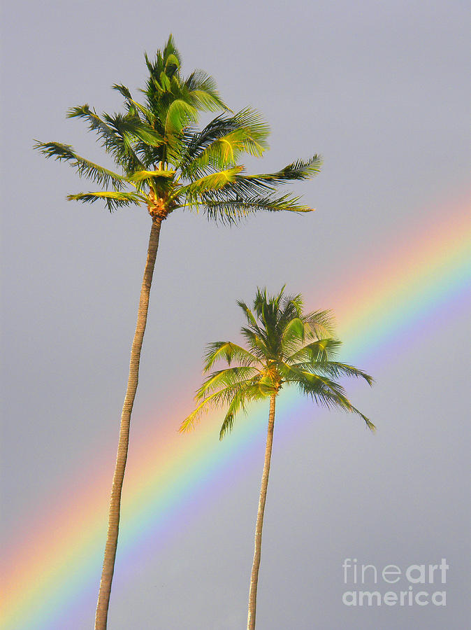 Rainbow Palms Photograph by Ron Dahlquist - Printscapes