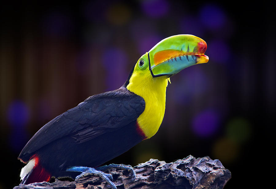 Toucan Photograph - Rainbow by Penny Pesaturo