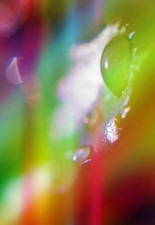 Rainbow Rain 2 Photograph by Alex Art