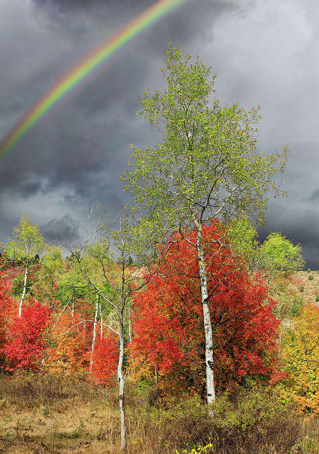 Rainbow Ridge Photograph by Kathleen Bishop