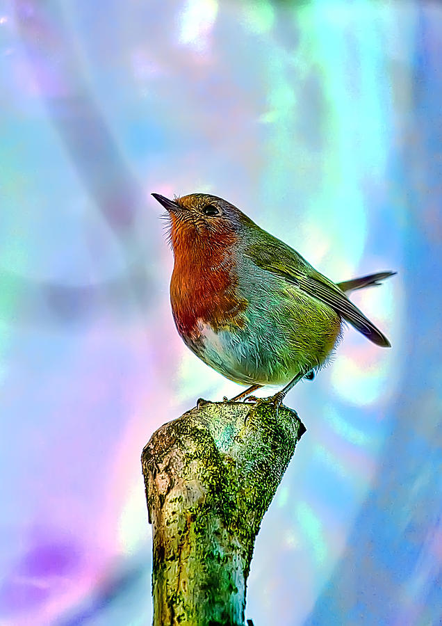 Rainbow Robin Photograph by Gouzel -