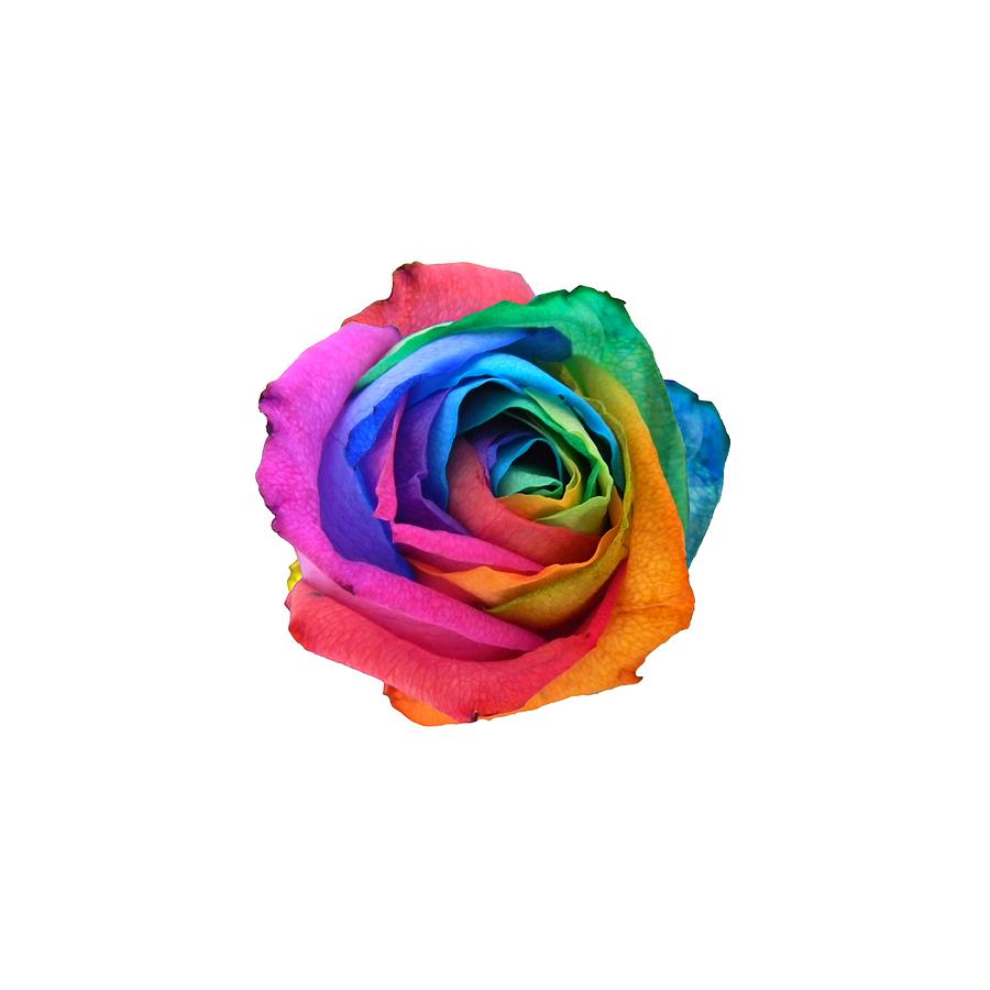 Rainbow Rose 01 Photograph by Vanessa-May Dolphin - Pixels