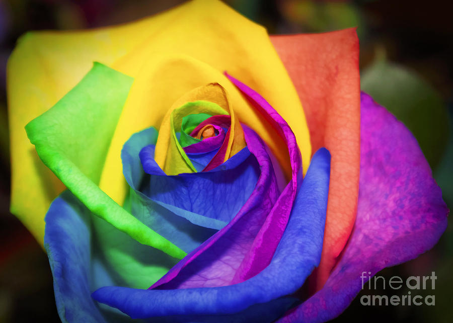Rainbow Rose In Paint Painting