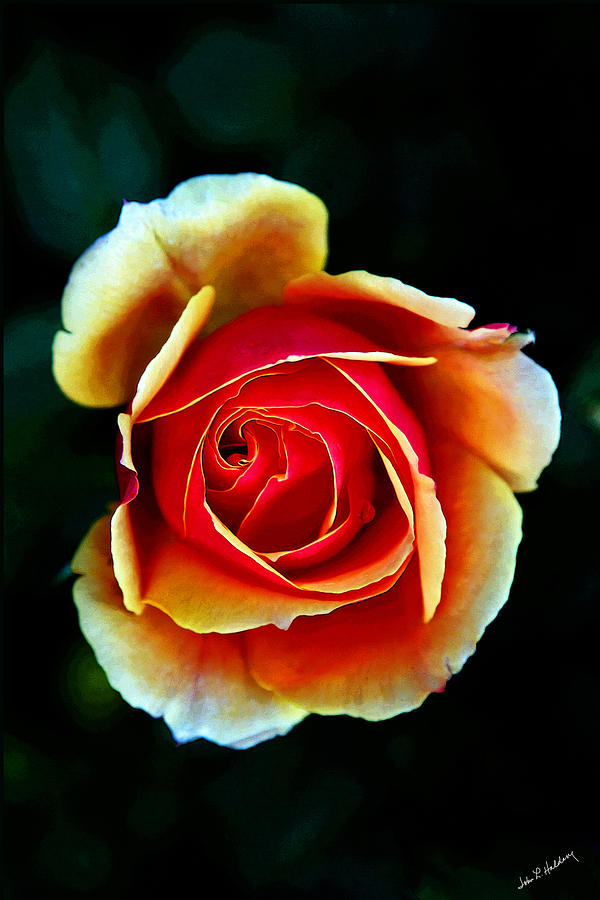 Rainbow Rose Photograph by John Haldane