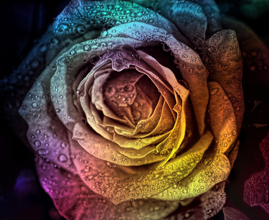 Rainbow rose Photograph by Lilia S