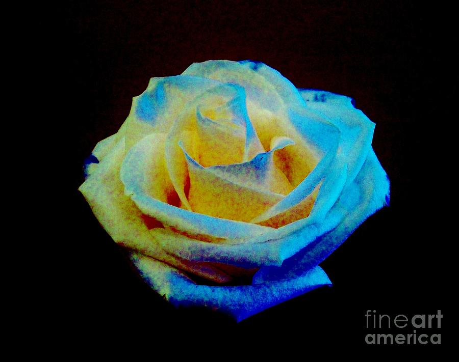 Rose Photograph - Rainbow Rose by Marsha Heiken