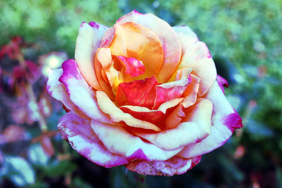 Rainbow Rose Photograph by Rose Benson