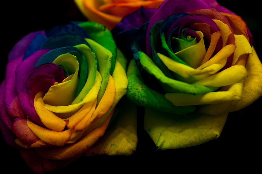 Rose Photograph - Rainbow RoseS by Jenny Rainbow