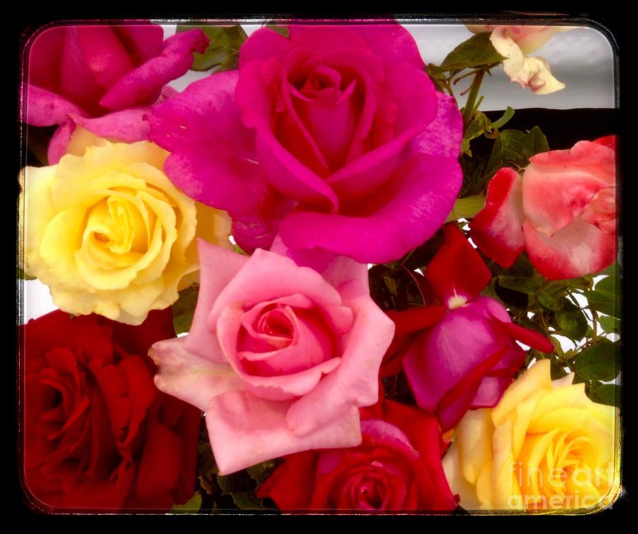 Rainbow Roses Photograph by Joan-Violet Stretch