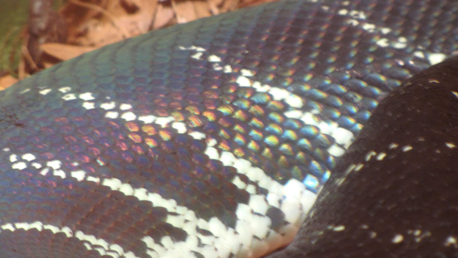 Snake Photograph - Rainbow Scales by Sarah Gage