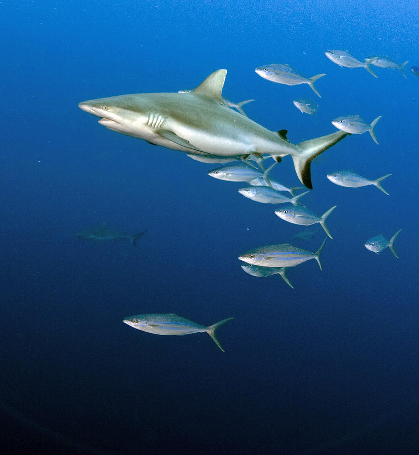 Sharks Photograph - Rainbow Shark by Tim Rock