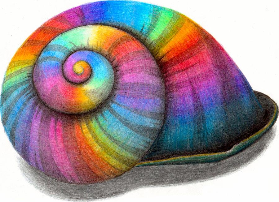 Shell Photograph - Rainbow Shell by Sarah Krafft