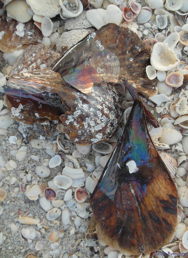 Rainbow Shells Photograph