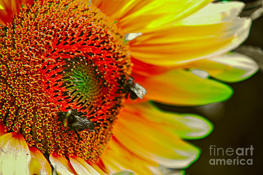 Rainbow Sunflower Photograph by Mariola Bitner