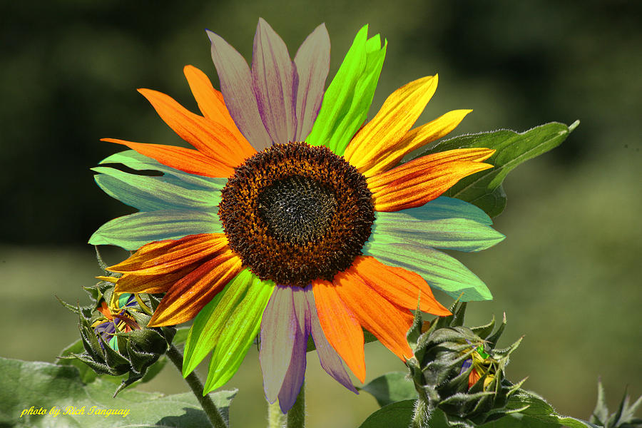 Rainbow Sunflower
