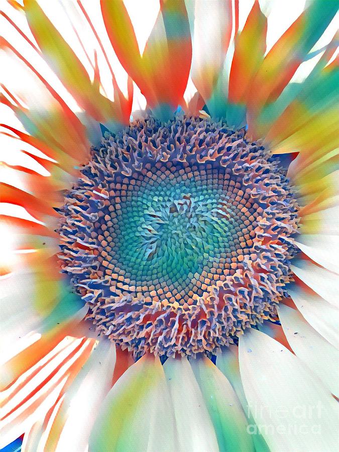 Rainbow Sunflower  Photograph by Susan Carella