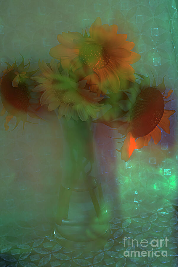 Rainbow Sunflowers. Photograph