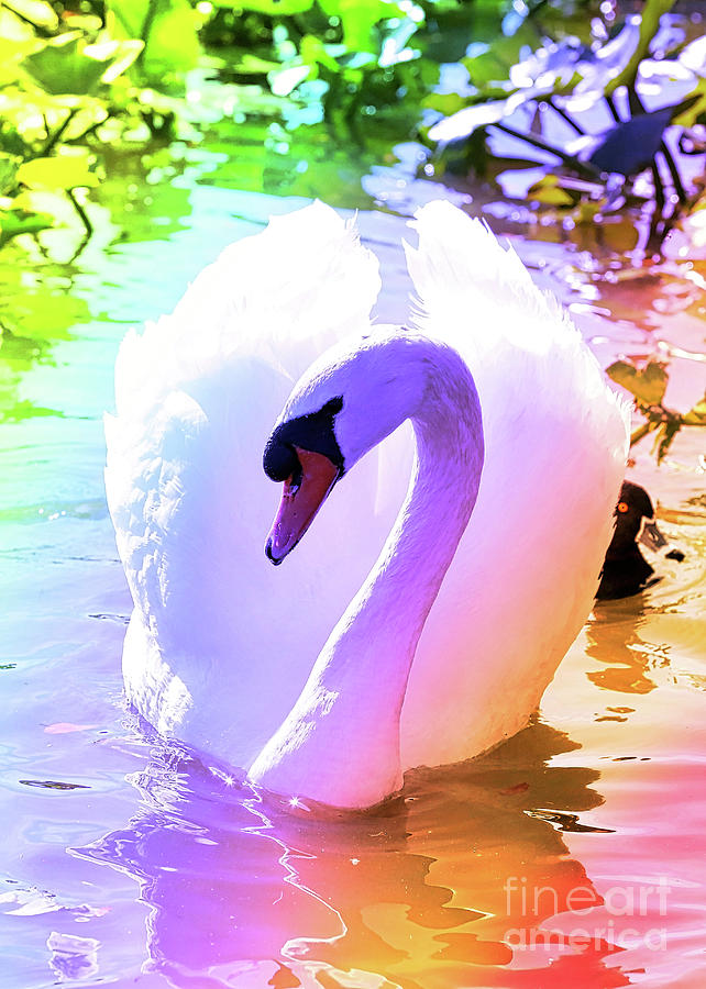 Rainbow Swan Photograph by Carol Groenen
