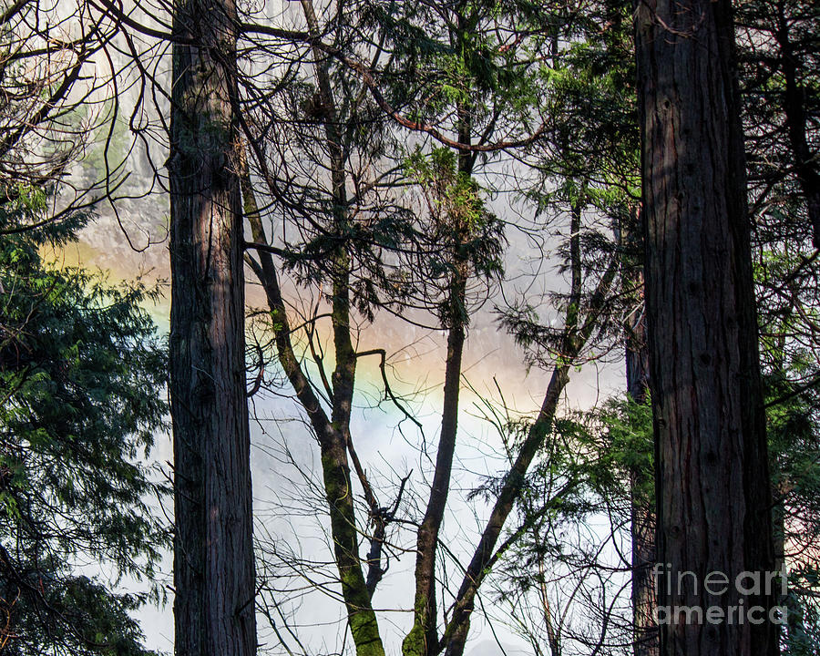 Rainbow Through the Trees Photograph by Cheryl Del Toro