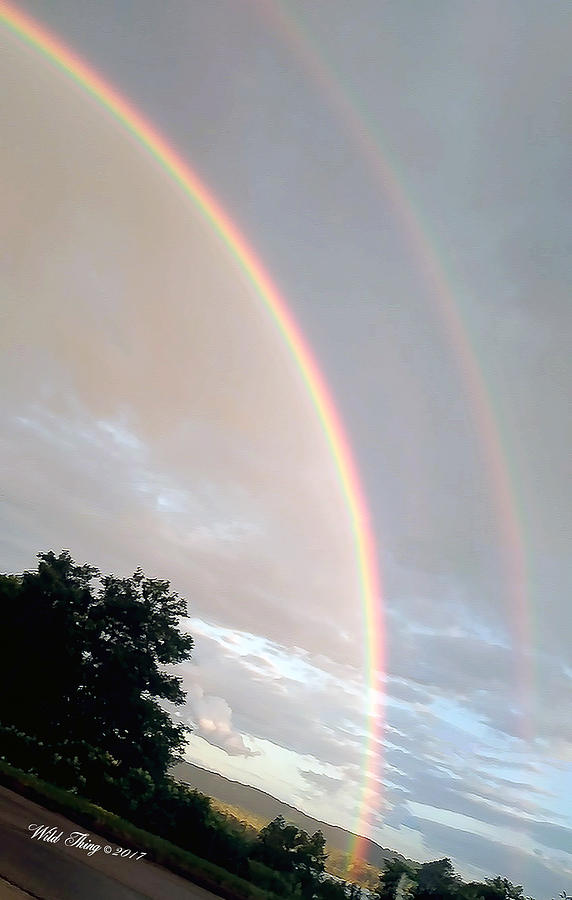 Rainbow Tilt Photograph by Wild Thing