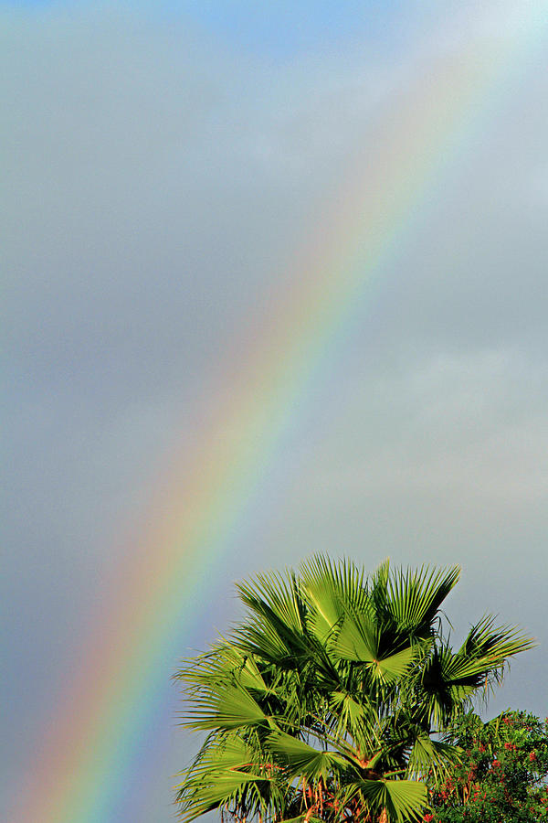 Rainbow To Palm Photograph