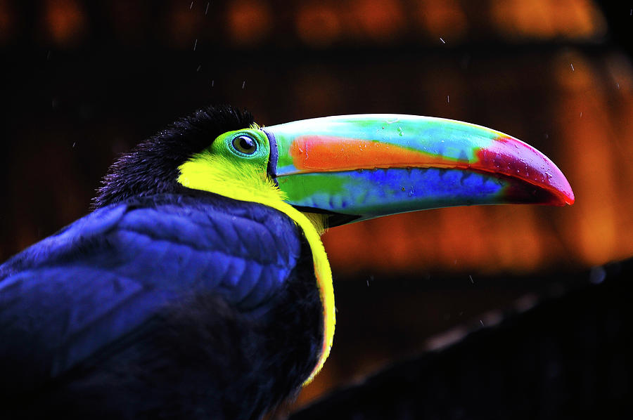 Rainbow Toucan Photograph by Harry Spitz