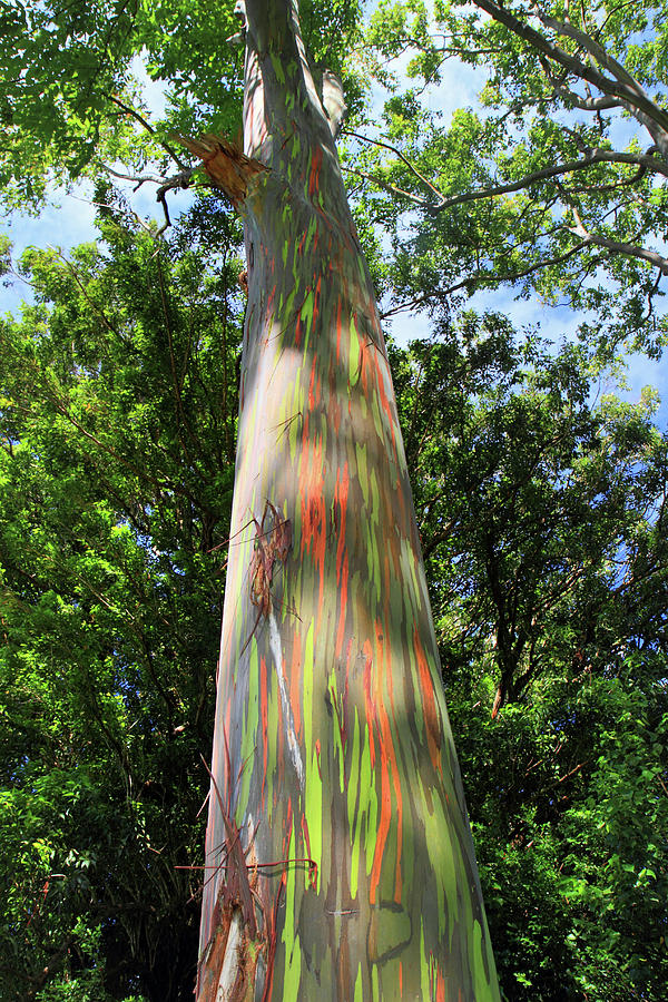 Rainbow tree Photograph by Pierre Leclerc Photography