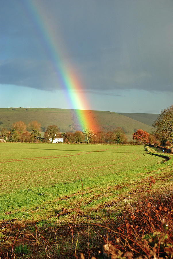 Rainbow tree Photograph by Richard Gibb