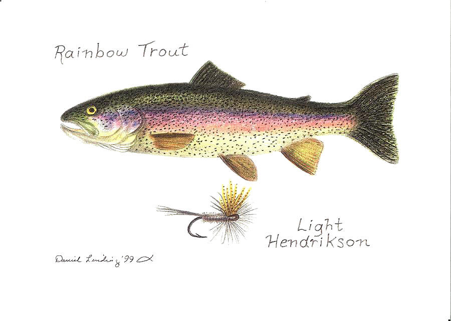 Fish Drawing - Rainbow Trout and Light Hendrikson Fly by Daniel Lindvig