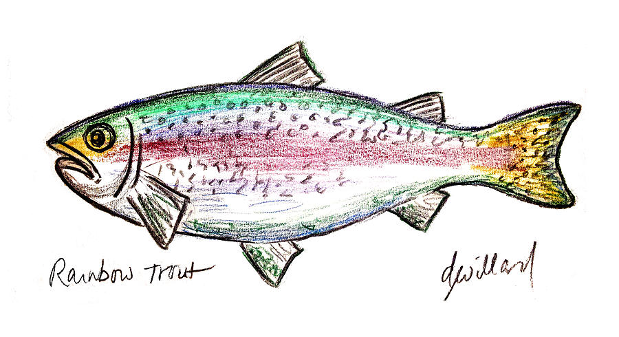 trout sketch