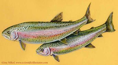 Rainbow Trout — Seafish
