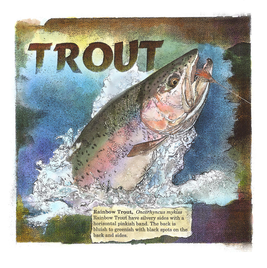 Rainbow Trout Drawing by John Dyess