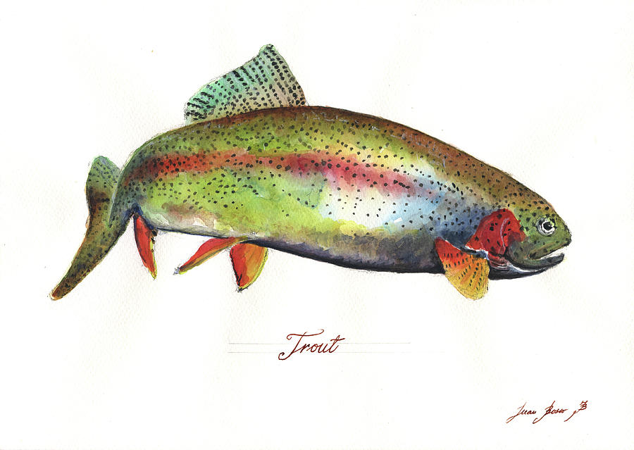 Rainbow Trout Painting - Rainbow trout by Juan Bosco