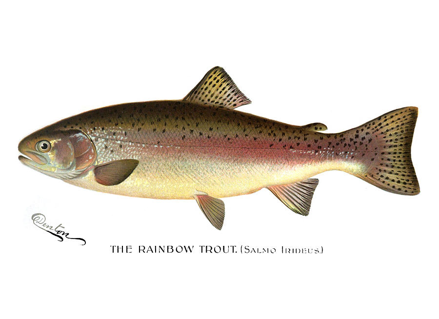 Vintage Painting - Rainbow Trout by Mountain Dreams