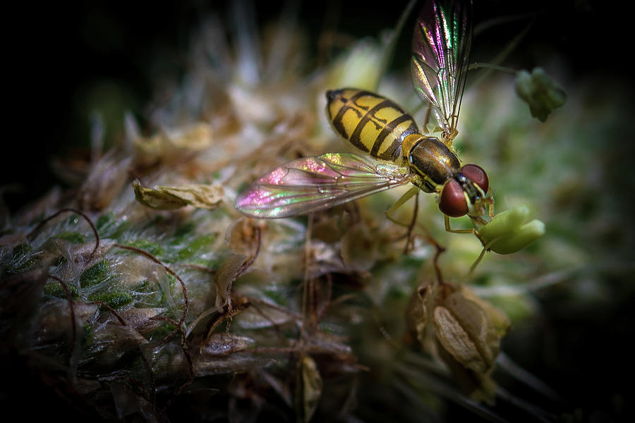Rainbow WIngs Photograph by Paul Malen Rainbow WIngs Photograph by Paul Malen