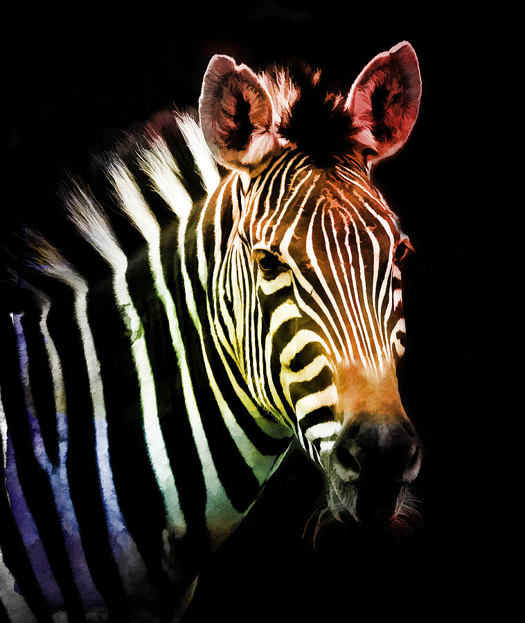 Rainbow Zebra Photograph by Athena Mckinzie