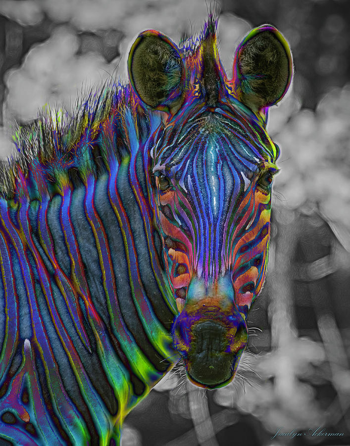 Rainbow Zebra by Jacalyn Ackerman