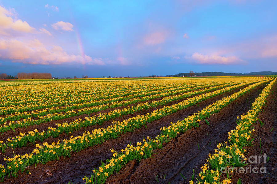 Rainbows, Daffodils And Sunset Photograph