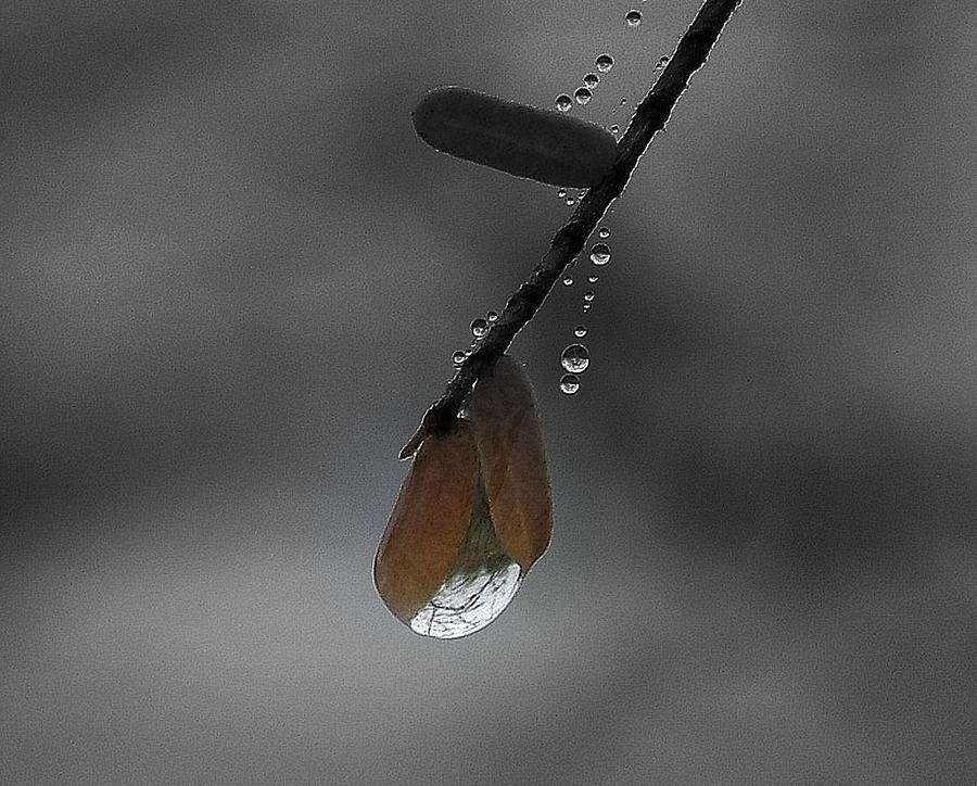 Raindrop Art.... Photograph by Al Swasey