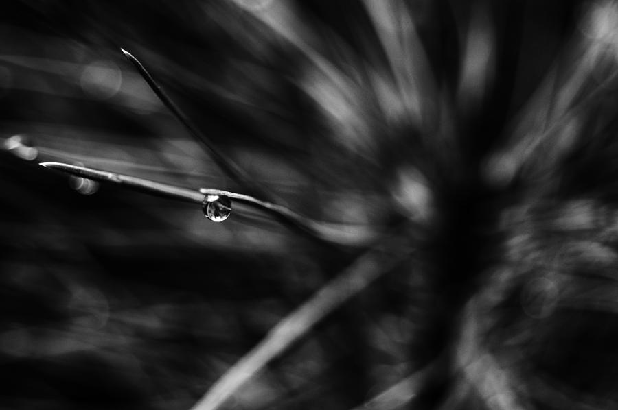 Raindrop Black and White Photograph by Pelo Blanco Photo