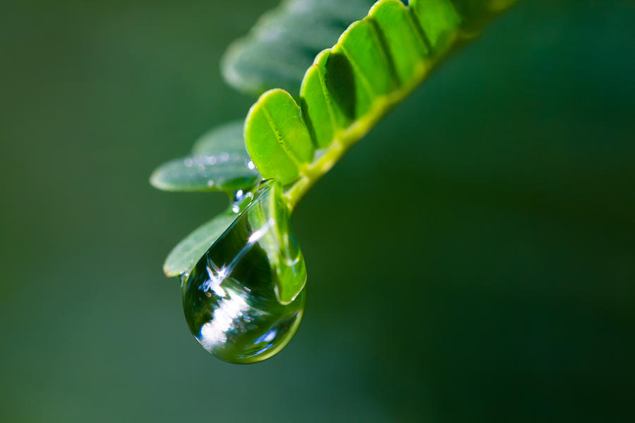 Nature Photograph - Raindrop II by Susan Pantuso
