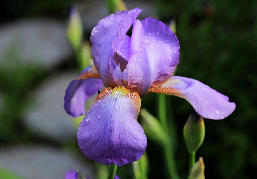 Raindrop Iris Photograph by Lynn Hopwood