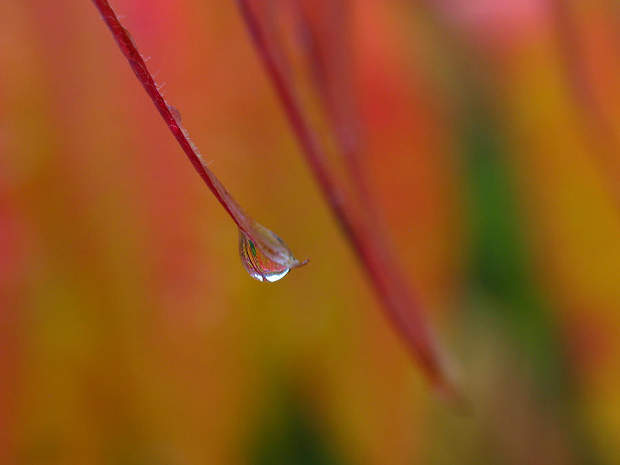 Raindrop Photograph by Juergen Roth