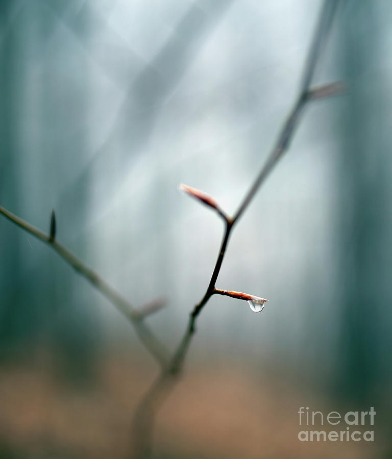 Raindrop on a twig in the forest Photograph by Ragnar Lothbrok