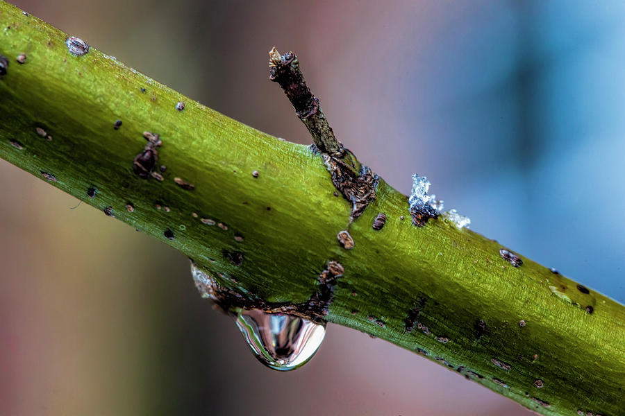 Raindrop on Branch Photograph by Robert Ullmann