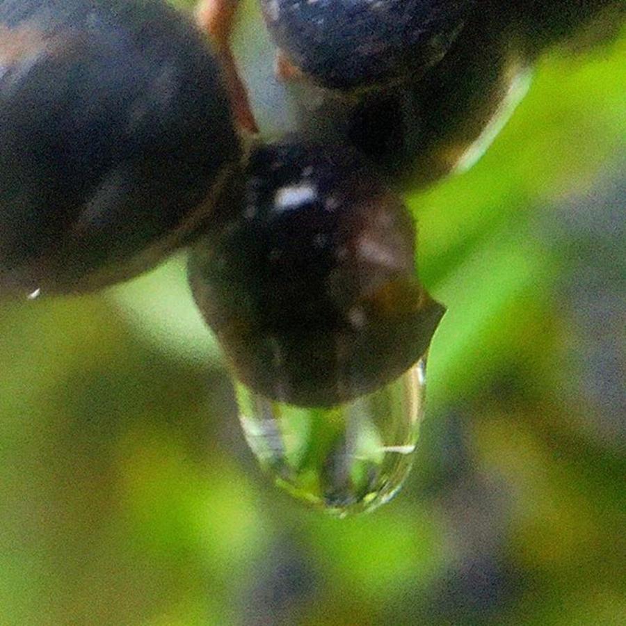 Raindrop On Privet Hedge Berries 😌 Photograph by Yvonne Thomas