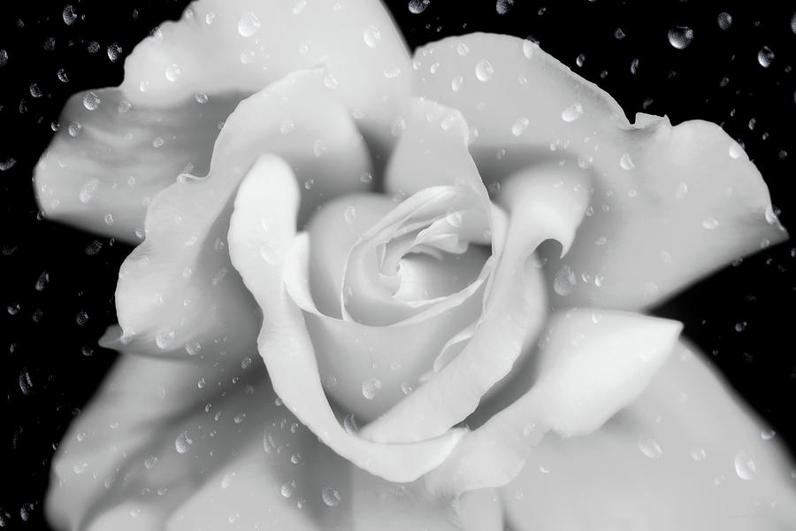 Raindrops on Rose Black and White Photograph by Jennie Marie Schell