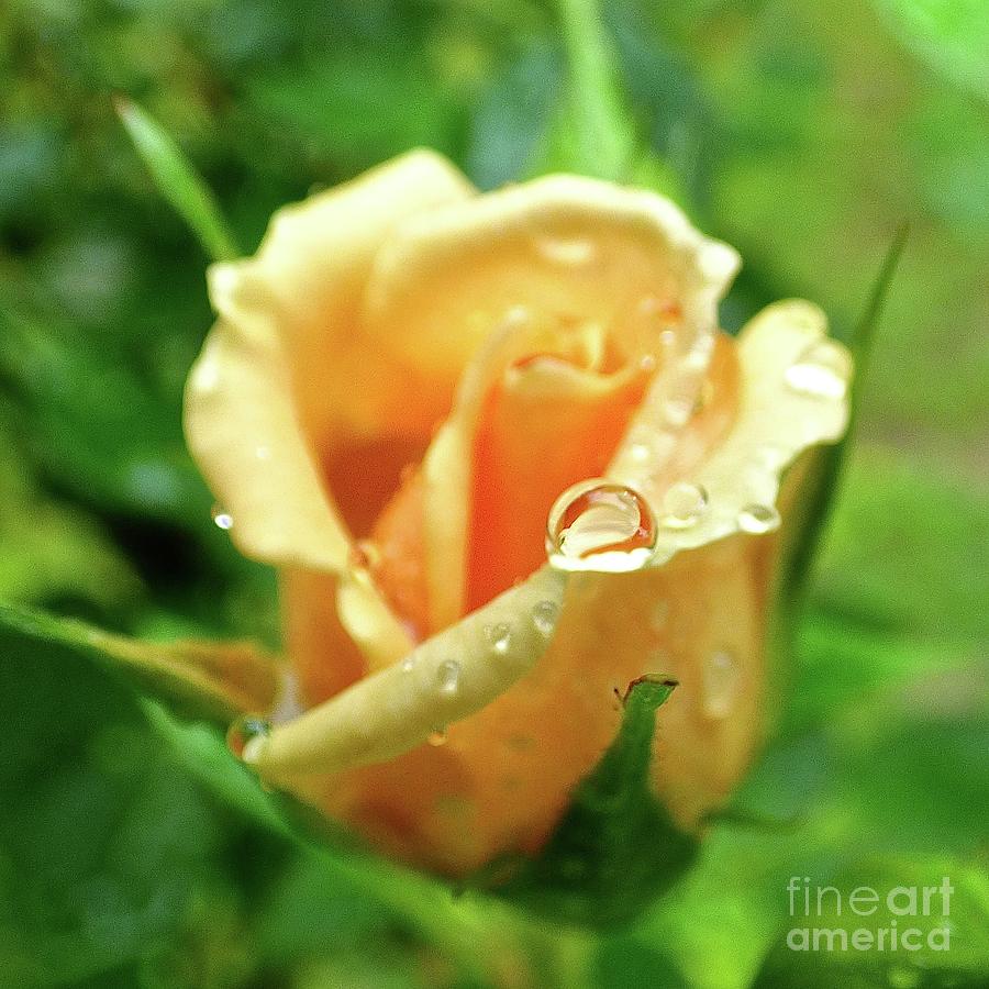 Raindrop on Rose Bud Photograph by Jean Wright